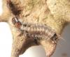 Dasytes sp.